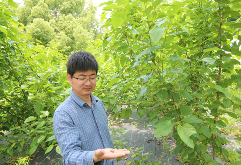 江苏溧阳天目湖桑葚喜获丰收 江苏溧阳天目湖桑葚喜获丰收