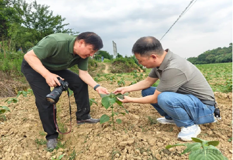中科院质谱首席科学家杨福全来桃调研富硒紫苏籽油产业 中科院质谱首席科学家杨福全来桃调研富硒紫苏籽油产业