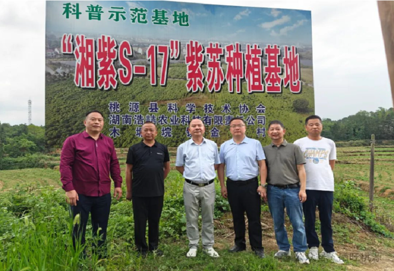 中科院质谱首席科学家杨福全来桃调研富硒紫苏籽油产业 中科院质谱首席科学家杨福全来桃调研富硒紫苏籽油产业