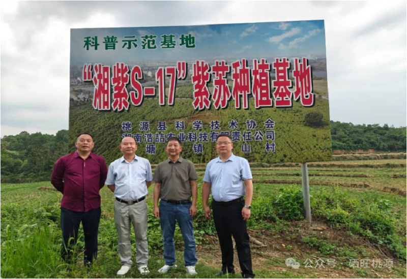 中科院质谱首席科学家杨福全来桃调研富硒紫苏籽油产业 中科院质谱首席科学家杨福全来桃调研富硒紫苏籽油产业