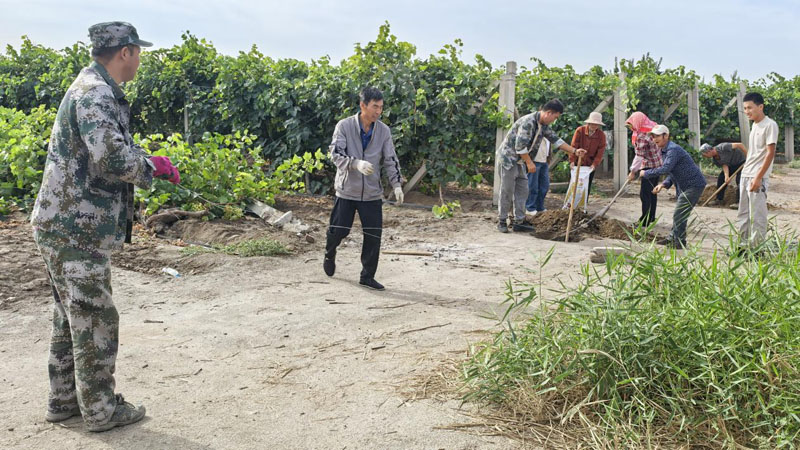 二连、五连党员群众自发救助农户抢收葡萄暖人心