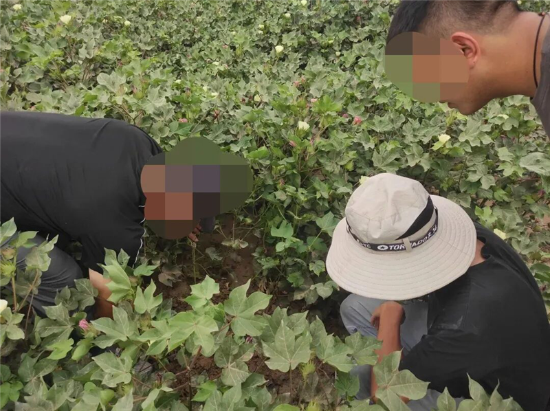 羊群啃食棉花惹纠纷,民警牵头调解促和谐 羊群啃食棉花惹纠纷,民警牵头调解促和谐