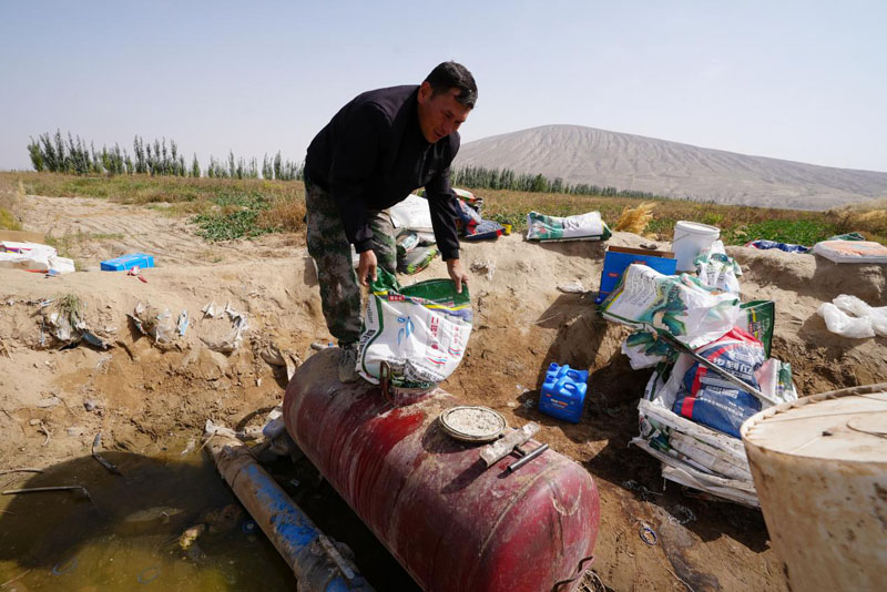 昆仑山下药香漫——叶城二牧场板蓝根种植迎来丰收 昆仑山下药香漫——叶城二牧场板蓝根种植迎来丰收