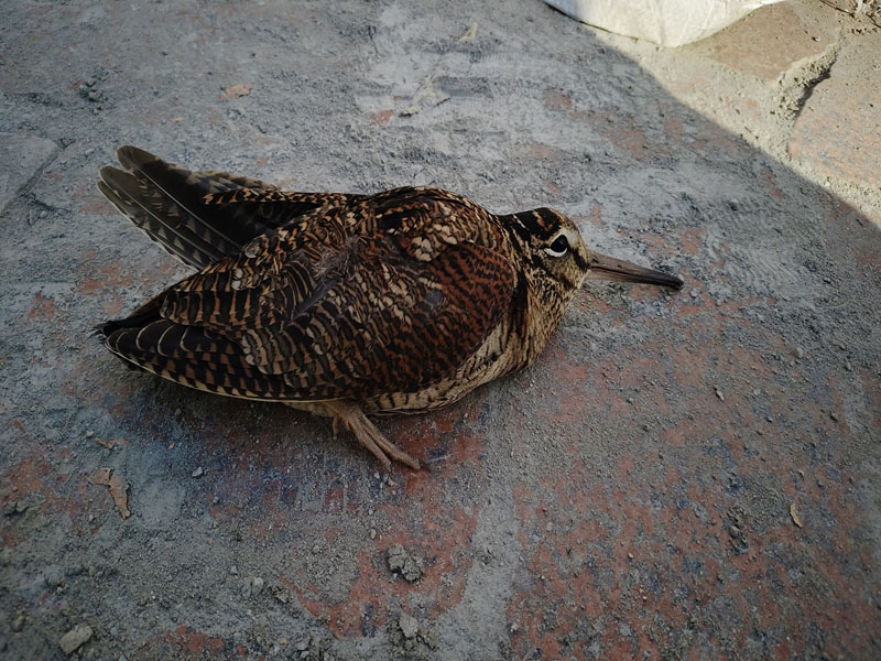 ��˶�����������Ҷ�������Ұ����������