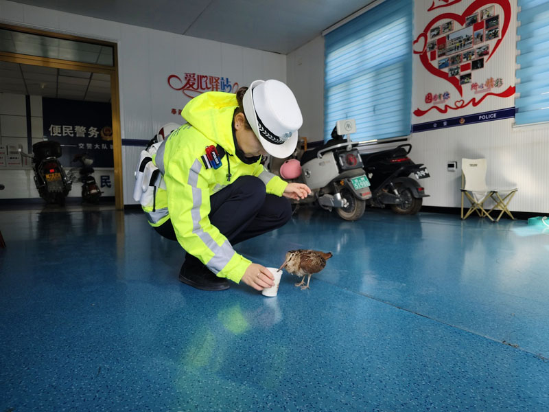 ��˶�����������Ҷ�������Ұ����������