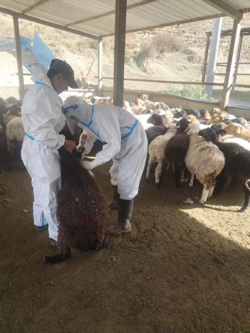 Ҷ�Ƕ����������������󶬼���ȫԽ������