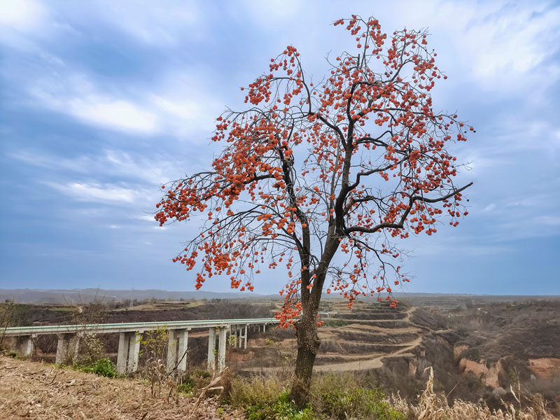 �����������ʵ��������·ʩ����ҵ��������չ