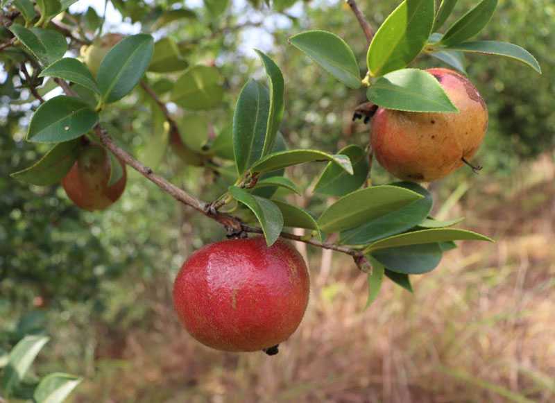 黎平县肇兴镇以“茶文旅”绘就乡村 发展新图景