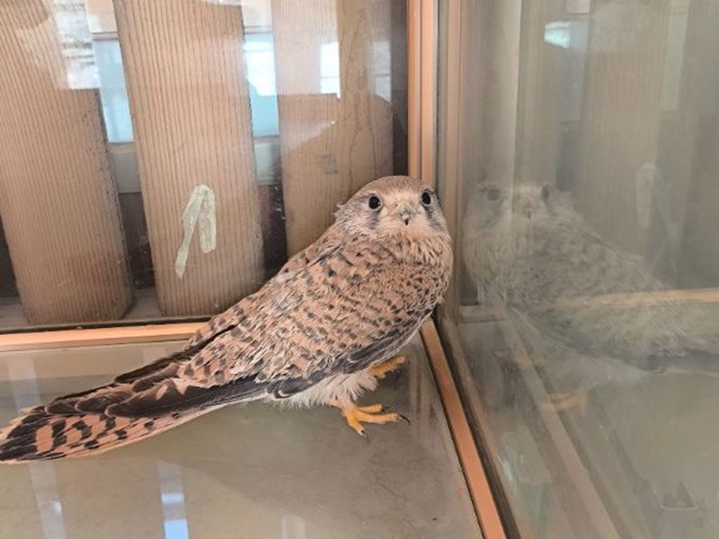 �������µ��ػ����½��ͳ������������Ҷ��������������