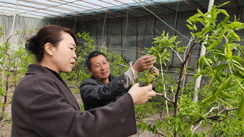 科技助农绘就春耕图景 冬枣管护开启丰收序章