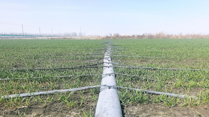 二十四团二连冬麦地喝饱“返青水” 助力夏粮丰收