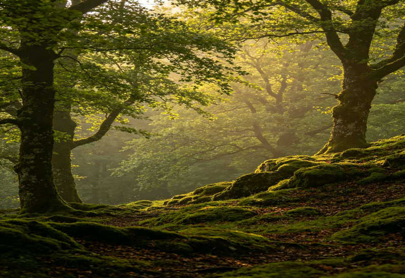 ��ɢ�ġ���ɫ���������иС�