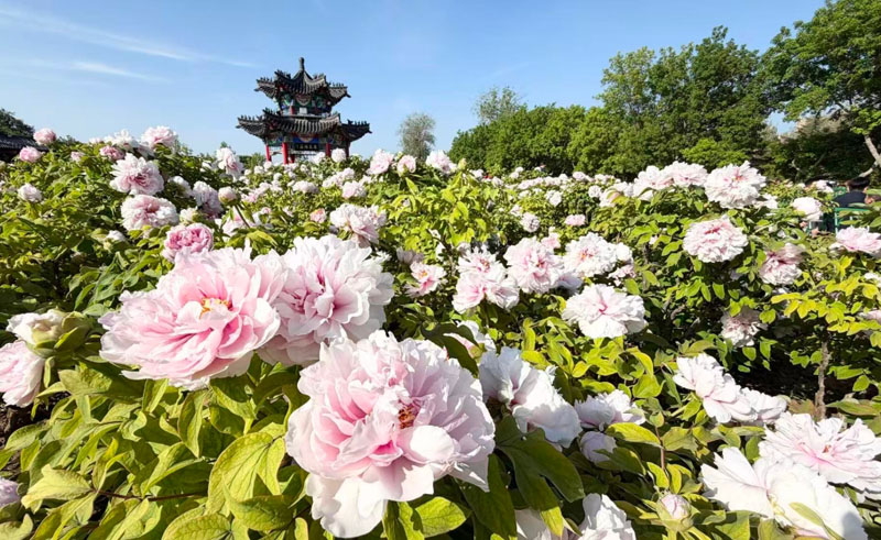 2026����ĵ�������ɽ���������