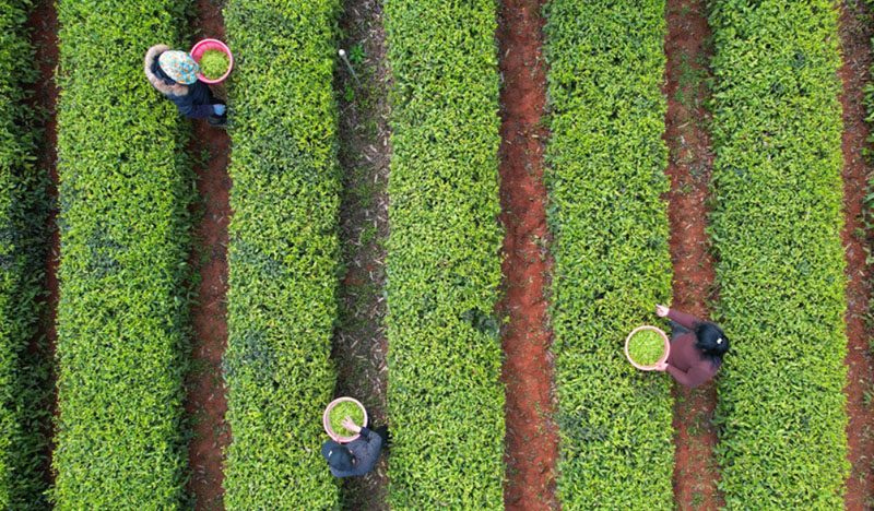 湖南长沙:春茶吐绿采摘忙