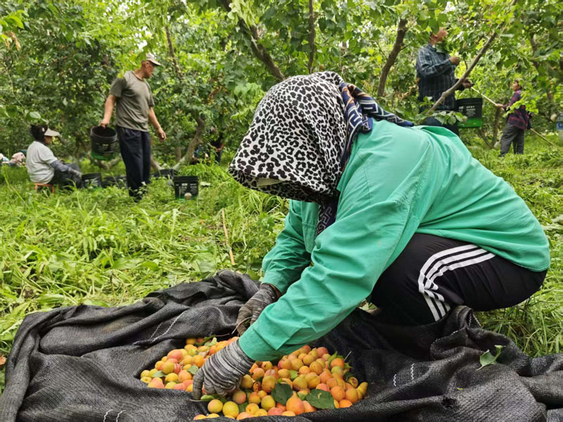 СС������ �¸�������ӡ�