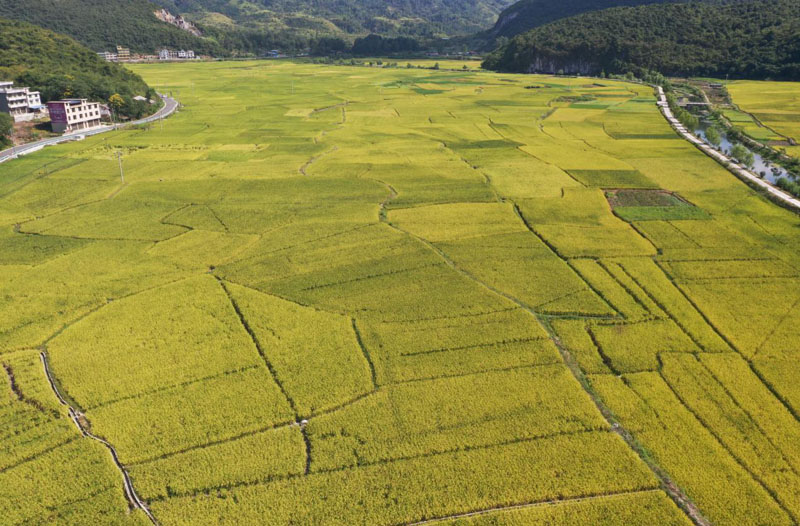 黎平县:实干兴农提质效 三农画卷焕新颜